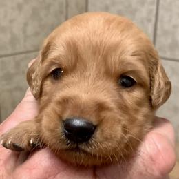 Blue Boy - Golden male Golden Retriever puppy in Bessemer City, North Carolina from Weaver Dairy Goldens