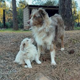 Fable - Red merle male Miniature Australian Shepherd puppy in Shingletown, California from Whiskeytown Aussies