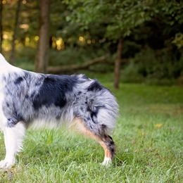 Lyra - Australian Shepherd