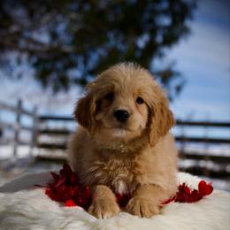 Jalapeño - Apricot male Goldendoodle puppy in Mc Arthur, California from California Golden Love