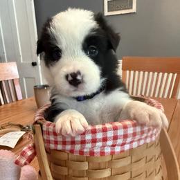 Border Collie Puppies from Janese's Border Collies