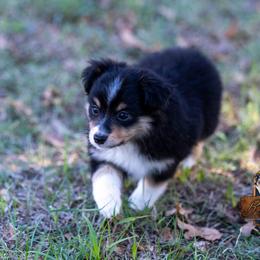 Pearl - Black tri female Miniature American Shepherd puppy in Granbury, Texas from Best Little Aussies