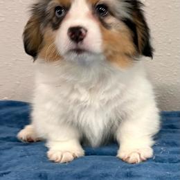 Jacko - Brindle merle and white male American Corgi puppy in Hico, Texas from Chisholm Trail Kennels