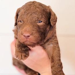 Aussiedoodle and Australian Shepherd Puppies from Western Doodles Utah