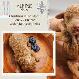 Alpine - Apricot male Goldendoodle puppy in Hilton, New York from The House of Goldendoodle