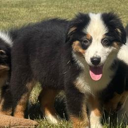 Refund- black tri male 7 - Black tri-color male Australian Shepherd puppy in Chehalis, Washington from Wandering Acres Ranch