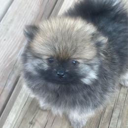Lola - Orange sable female Pomeranian puppy in Kansas City, Missouri from S&K Pomeranians