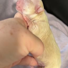 Shrek - Cream and white male Chihuahua puppy in Austin, Indiana from Dog Bones N Harmony