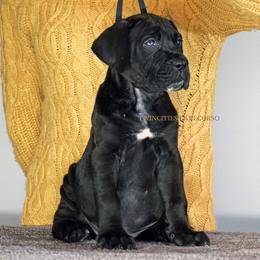 M7 - Black male Cane Corso puppy in Chisago City, Minnesota from Twin Cities Cane Corso