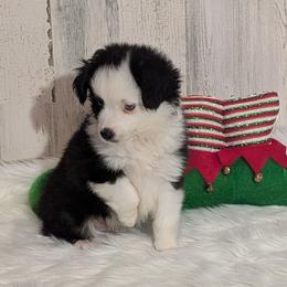 Miller - Black tri male Miniature Australian Shepherd puppy in Lufkin, Texas from Texas Lil Cowdogs