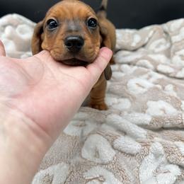 Dachshund Puppies from Golden Creek Farm