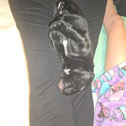 Mint Oreo - Black male Labrador Retriever puppy in Crystal Lake, Illinois from Lakeside Labradors