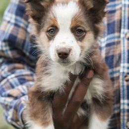 Coco - Red & white male Miniature Australian Shepherd puppy in Urbana, Ohio from Polar Bear Farms