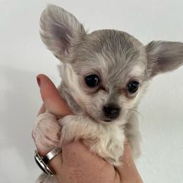 Bear - Blue and white male Chihuahua puppy in Coweta, Oklahoma from Green Country Chihuahuas