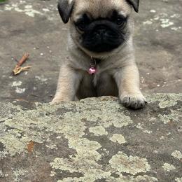 Pink - Fawn female Pug puppy in Ellsworth, Kansas from Rachael Kruse