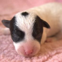 Diamond - Tri-color female Jack Russell Terrier puppy in Menifee, California from Wendover Terriers