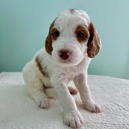 Moose - Parti male Goldendoodle puppy in Stanford, Kentucky from Holloway Goldendoodles