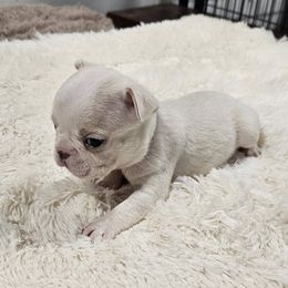 Grey Collar Boy - Seal and white male Boston Terrier puppy in Long Lane, Missouri from Tellier's AKC Boston Terriers Missouri