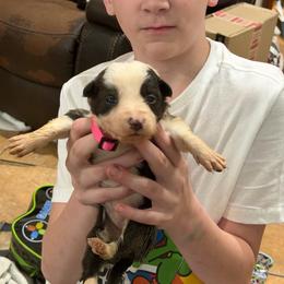 Blue girl 4 - White and blue female Border Collie puppy in Bogata, Texas from Celtic Farms Border Collies and Danes