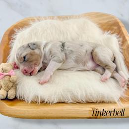 Tinkerbell - Blue merle female Aussiedoodle puppy in Chattanooga, Tennessee from Remedy Ridge Aussiedoodles