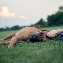 Rhodesian Ridgeback All Grown Up from Ridgebacks of the Highland Rim