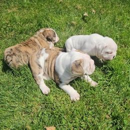 Bulldog Puppies from Tonya Clouser
