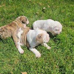 Bulldog Puppies from Tonya Clouser