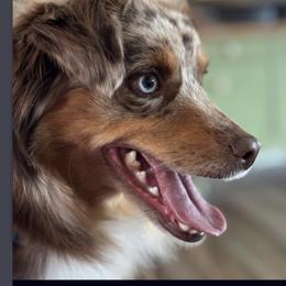 Chloe - Miniature Australian Shepherd