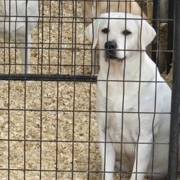 Rayne - Labrador Retriever