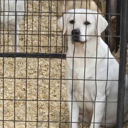 Rayne - Labrador Retriever