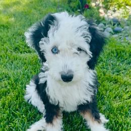 Kelly - female Australian Mountain Doodle puppy in Sterling, Colorado from North 40 Doodles