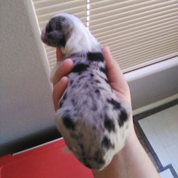 Australian Shepherd Puppies from L and D Australian Shepherds