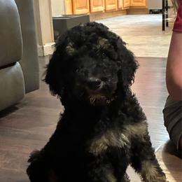Phantom Girl 2 - Phantom female Poodle puppy in Jesup, Georgia from Altamaha Mud Poodles LLC.