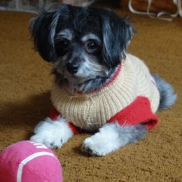 Havanese Puppies from Denise Clark