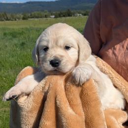 Yellow - Light golden female Golden Retriever puppy in Roseburg, Oregon from Unbound Goldens