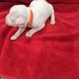 Boy 3 - White male Boxer puppy in Nashville, Tennessee from Best Friends