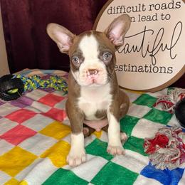 Stone - Red male Boston Terrier puppy in Mountain Home, Arkansas from B and T Lewis Farms