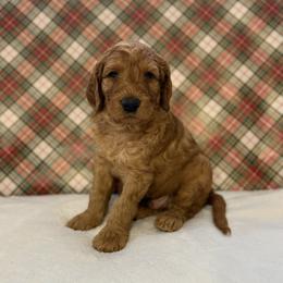 Hazel - Apricot male Goldendoodle puppy in Fayetteville, Arkansas from Mountain Grove Doodles