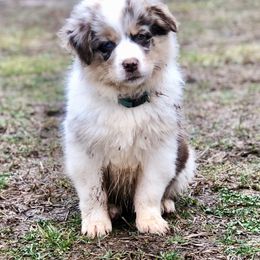 Australian Shepherd, Miniature American Shepherd, and Toy Australian Shepherd Puppies from Blue’s Family Aussies