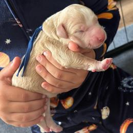 Crush - Yellow and white male Bernedoodle puppy in Sparrows Point, Maryland from Rosie’s Puppies