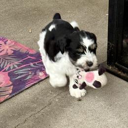 Miniature Schnauzer Puppies from Ancient City Schnauzers