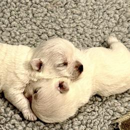 West Highland White Terriers from Birch Bark Westies