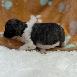 Betsy - White and fawn brindle female Whippet puppy in West Plains, Missouri from Sycamore Ridge Puppies