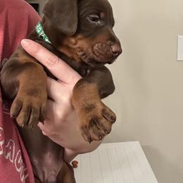 Green collar male - Red and rust male Doberman Pinscher puppy in Madison, Indiana from Jensen Dobermans and Dachshunds