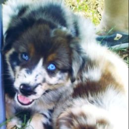 Australian Shepherd Puppies from Timber Creek Aussies