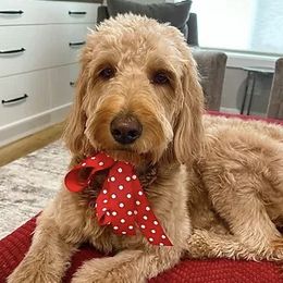 Zurie - Goldendoodle