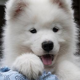 Samoyed Puppies from Debra Ellis-Majcen