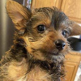Yorkshire Terriers from Bourbon Yorkies
