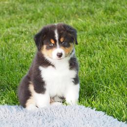 Guiness - Black tri-color male Australian Shepherd puppy in Cape Girardeau, Missouri from Promise Keeper Kennel