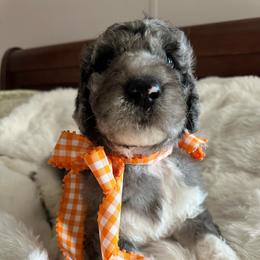 Pounder - Merle male Goldendoodle puppy in Greensboro, Georgia from B’s Doodles
